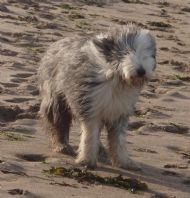 Sam on a windy beach
